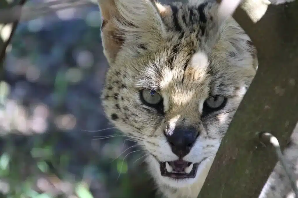 se puede tener un gato serval en españa