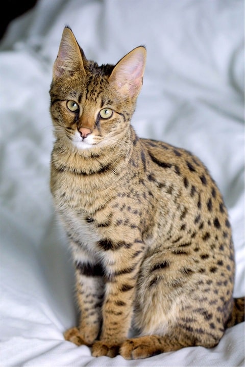 ¿Tener un gato serval es legal?